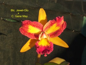 Blc. Jewel-Glo x C. Gene May