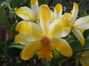 Blc. Kyle 'Hearts of Gold'