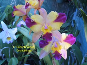 C. Butterfly Wings 'Orchidlibrary'