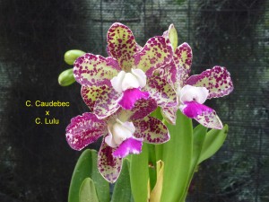 C. Caudebec x C. Lulu