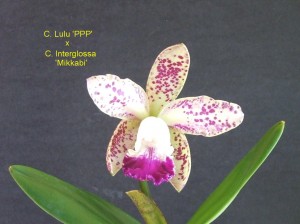 C. Lulu 'PPP' x C. Interglossa 'Mikkabi'