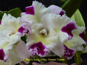 Lc. Mari's Song x Rsc. Dream Trader