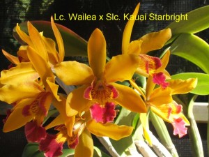 Lc. Wailea x Slc. Kauai Starbright