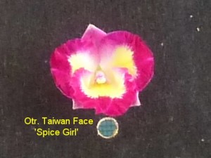 Otr. Taiwan Face 'Spice Girl'