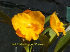 Pot. Dal's Nugget 'Vivien'