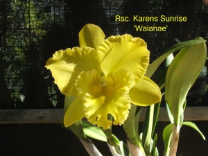 Rsc. Karens Sunrise 'Waianae'