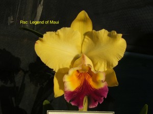 Rsc. Legend of Maui