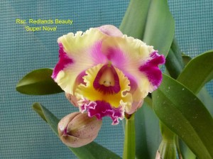 Rsc. Redlands Beauty 'Super Nova' (1)