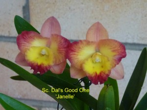 Sc. Dal's Good One 'Janelle'