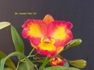 Slc. Aussie Titan 'DJ' (1)