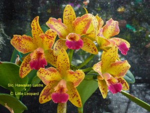 Slc. Hawaiian Lustre x C. Little Leopard (1)