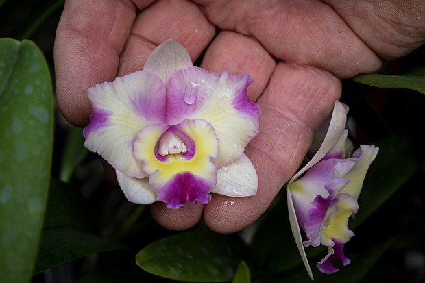 orchid in hand