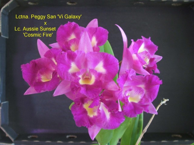 Lctna. Peggy San 'Vi Galaxy' x Lc. Aussie Sunset 'Cosmis Fire'