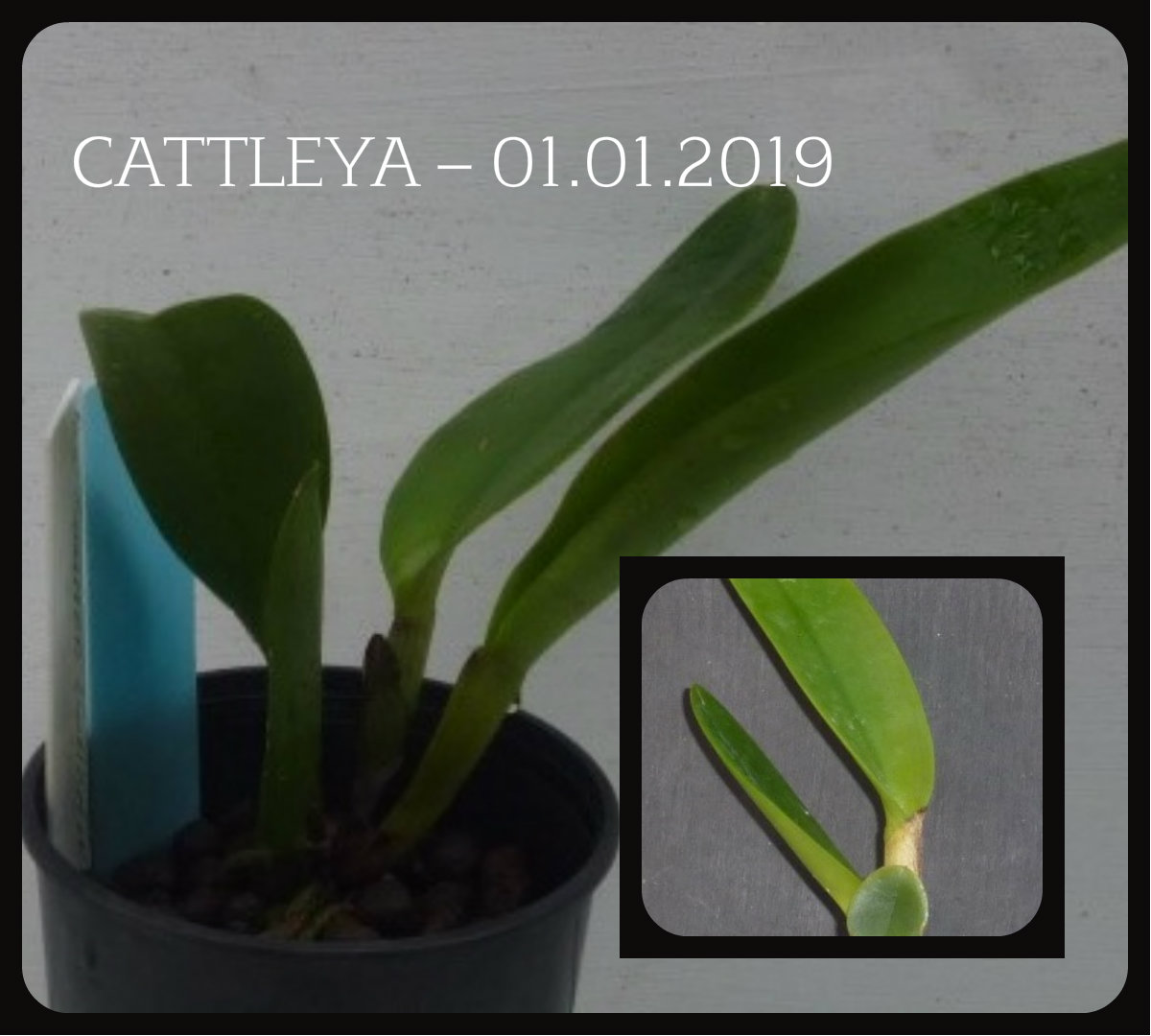comparison CATTLEYA – 01.01.2019